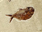 Prachtigste fossiele vis op steen - - Gefossiliseerd dier -