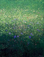 Parfen.D XL - Floral Constellation