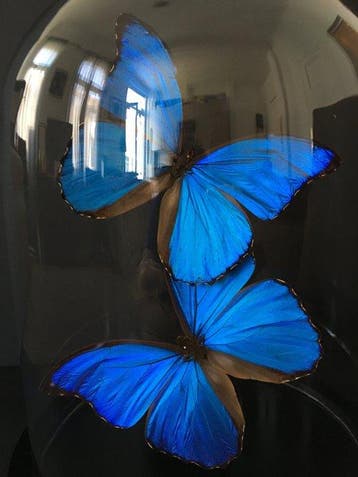 Vlinder Taxidermie volledige montage - Morpho didius - 30 cm, Nieuw