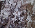 Vlinder Taxidermie volledige montage - Psilogramma papuensis