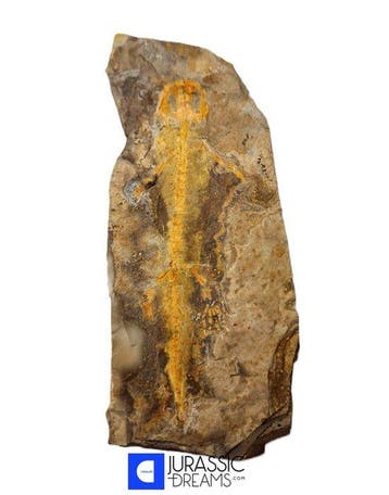 Museumwaardige zeldzame Jeholotriton paradoxus - primitieve