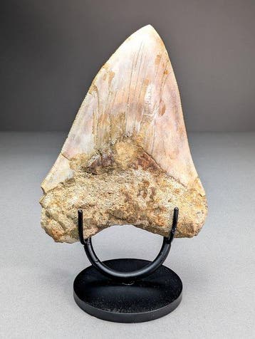 Prachtige Megalodon-haaientand - Fossiele tand -, Verzamelen