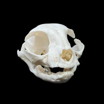 Kat Schedel van een zoogdier - Felis Catus - 7 cm - 8 cm -, Nieuw
