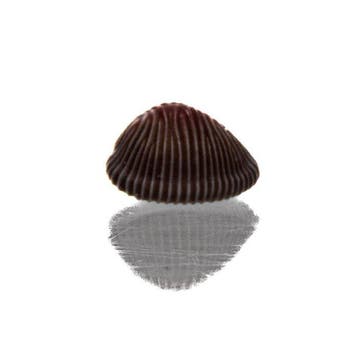 Kies Pseudopusula sanguinea (10 mm) - Topkwaliteit