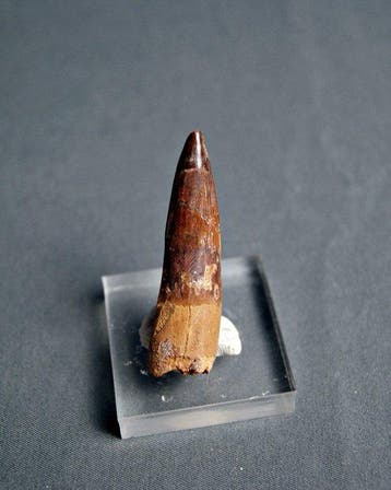 Spinosaurus - Fossiele tand - Spinosaurus aegyptiacus