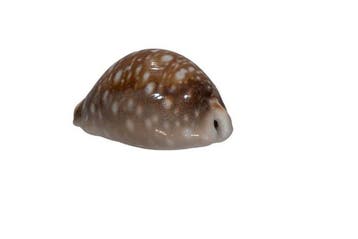 Pacifische cowrie: Cypraea vitellus f. dama (66 mm) –, Nieuw