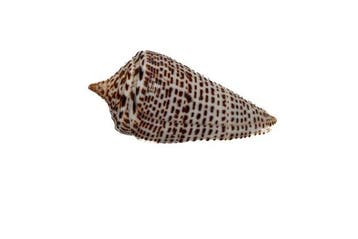 Groot kabinetstuk: Conus lorenzianus (67 mm) – GEM met, Verzamelen, Nieuw