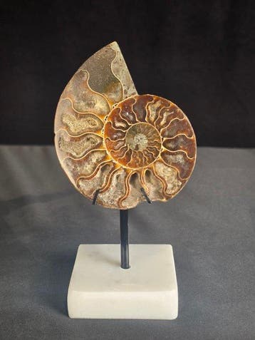 Ammoniet - Gefossiliseerd dier - Aioloceras (Cleoniceras)