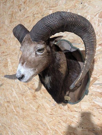 mouflon Taxidermie wandmontage - Ovis aries musimon - 70 cm