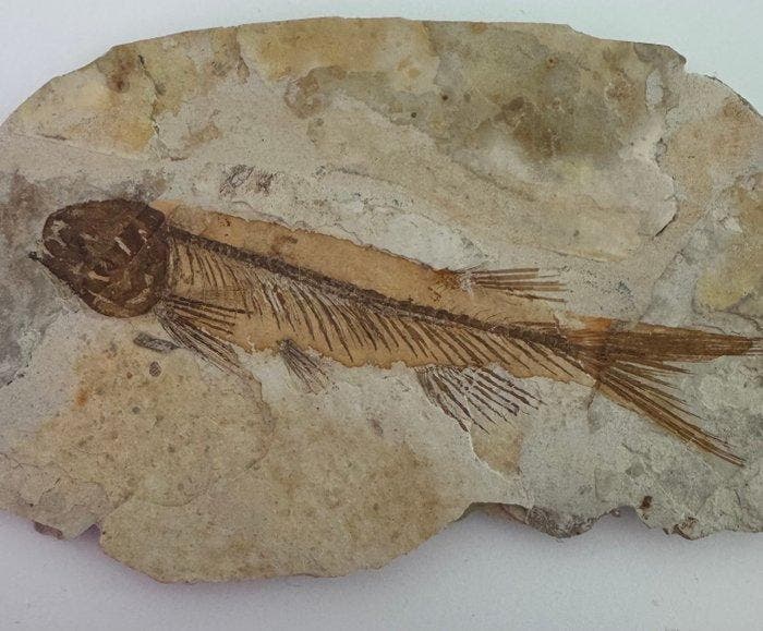Vis - Gefossiliseerd dier - Fossil Fish from China, Verzamelen, Mineralen en Fossielen