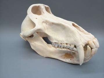 Aap Schedel van een zoogdier - Papio Ursinus - 12 cm - 13 cm, Nieuw