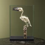 Langstaarttok Skelet Taxidermie Opgezette Dieren By Max, Ophalen of Verzenden, Nieuw, Vogel, Opgezet dier