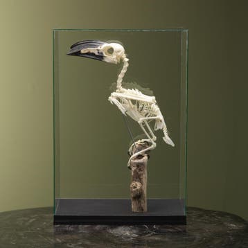 Langstaarttok Skelet Taxidermie Opgezette Dieren By Max, Ophalen of Verzenden, Opgezet dier