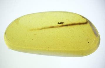 Ambre de Birmanie - Ambre - 10 Burmese Amber Pieces with