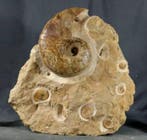 Muzeumstuk -Giant- Fijn en kleurrijk Jurassic grafveld op, Verzamelen