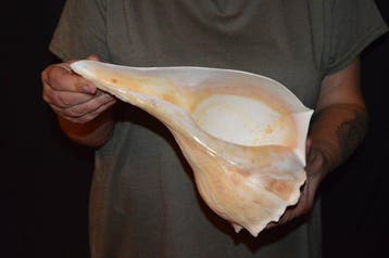 Escargot de mer Coquillage marin - S-598 BUSYCON CONTRARIUM, Nieuw