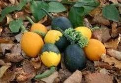 Goblin Egg Mix kalebas 50 zaden