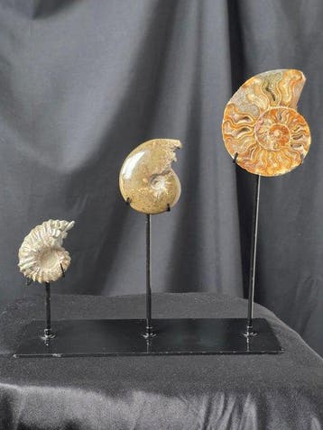 Ammonite - Animal fossilisé - 3 Ammonite Fossils on Elegant, Collections, Minéraux & Fossiles