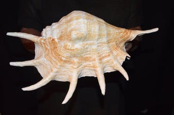 Zeeslak Zeeschelp - SM-90 LAMBIS TRUNCATA (Zonder