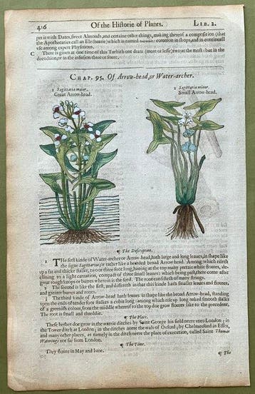 The Herball or generall Historie of Plantes [6 xilografie di