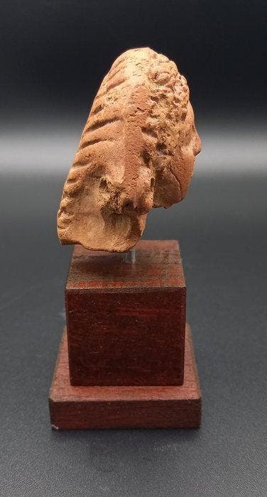 Égypte ancienne, ptolémaïque Terre cuite Tête, Collections, Minéraux & Fossiles