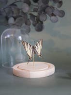 Vlinder Taxidermie volledige montage - Véritable Iphiclides