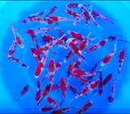 Kanno 13-15cm (Japanse Koi), Ophalen of Verzenden, Nieuw