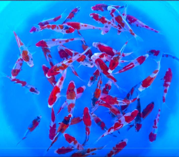 Kanno 13-15cm (Japanse Koi), Jardin & Terrasse, Étangs, Enlèvement ou Envoi