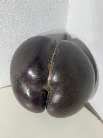 Sculpture, COCO DE MER Seychelles, primi 900’ Noce di, Collections