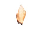 urn-vormige conch Skelet - Strombus urceus - 0 cm - 0 cm -, Nieuw