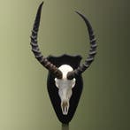Impala Schedel Taxidermie Opgezette Dieren By Max, Verzamelen, Dierenverzamelingen, Ophalen of Verzenden, Nieuw, Wild dier, Opgezet dier