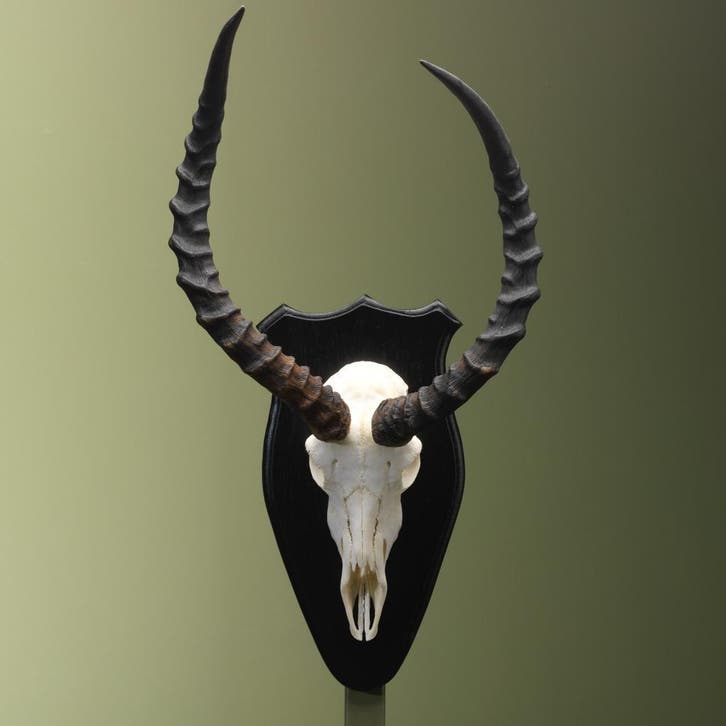 Impala Schedel Taxidermie Opgezette Dieren By Max, Collections, Collections Animaux, Enlèvement ou Envoi