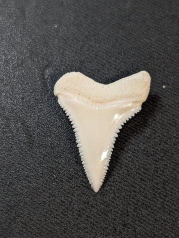 Grand requin blanc Dent - Carcharodon Carcharias - 29 mm -