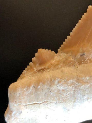 Dent de requin fossilisée - Dent fossile - Otodus sokolowi -, Collections