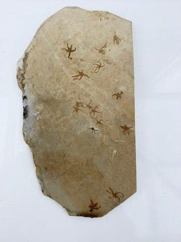 Slangster - Fossiele matrix - inosura kelheimense (synoniem:, Verzamelen