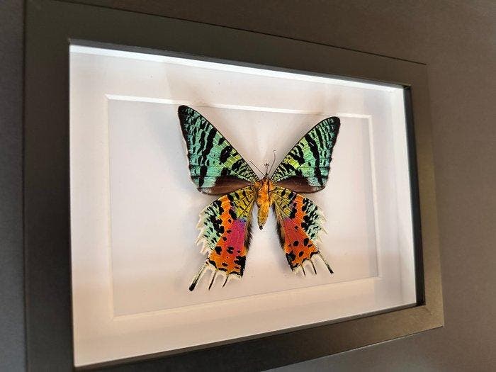 Vlinder Taxidermie volledige montage - Urania Ripheus - 15, Antiek en Kunst, Curiosa en Brocante