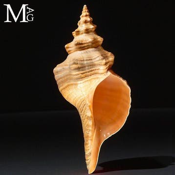 Zeldzaam verzamelobject - Florida Horse Conch - Triplofusus