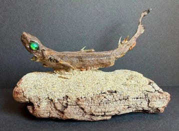 abissale vissen Taxidermie volledige montage - Etmopterus