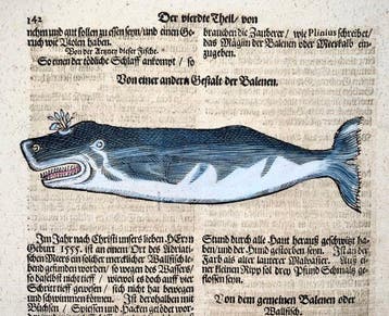 Conrad Gessner [d1565]; folio, 2 woodcuts - Baleen Whales -