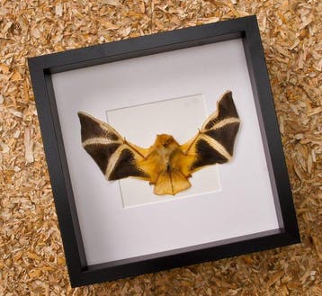 Vesper Bat peint - encadré Support de corps entier pour
