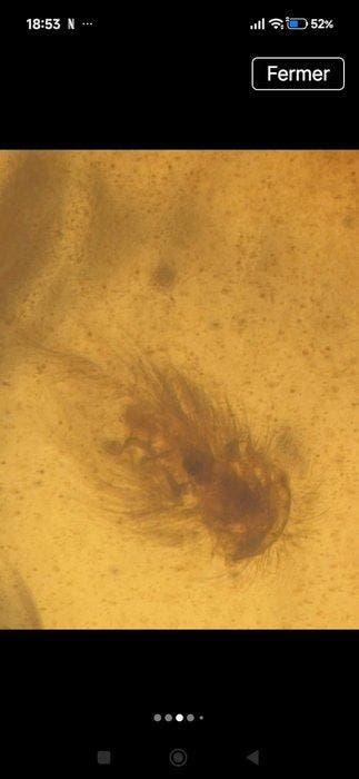 Birmese barnsteen - Barnsteen (Zonder minimumprijs)