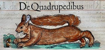 Conrad Gesner - Icones animalium quadrupedum uiuiparorum et
