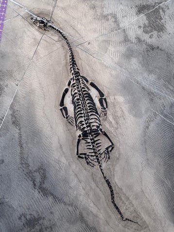 Fossiel reptiel: Keichousaurus – zeldzaam getuigenis uit het