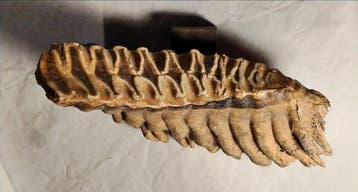Wolharige mammoet - Fossiele tand - 24 cm - 11 cm, Verzamelen