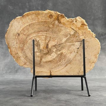 Magnifique tranche de bois pétrifié sur un socle