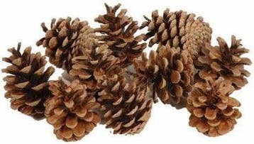 Dennenappel Oostenrijkers Bulk 10 kg, Hobby en Vrije tijd, Nieuw