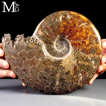 Gefossiliseerd Cleoniceras-ammoniet-specimen met