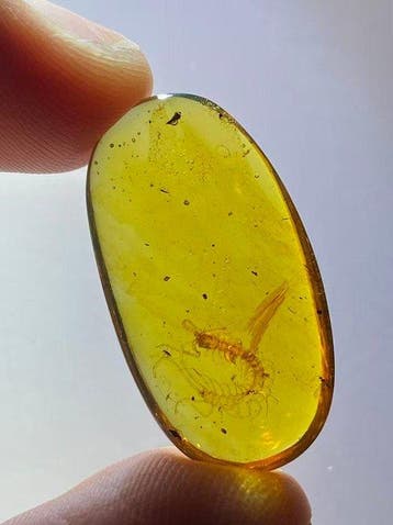 Amber - Barnsteen - centipede in amber - 25.8 mm - 14 mm, Verzamelen, Mineralen en Fossielen