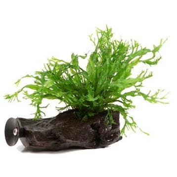 Microsorum pteropus Windela¸v op kienhout, Dieren en Toebehoren, Verzenden, Nieuw