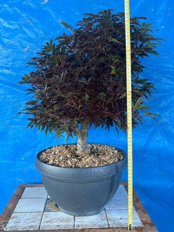bonsaï acier - Hauteur (arbre) : 45 cm - Profondeur (arbre)
